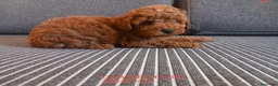 Caniche Toy perros en venta: Cachorros caniche toy rojo poodle. - Anuncio 8