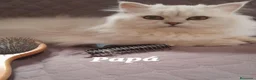Persa gatos en venta: Persa chinchilla  - Anuncio 2