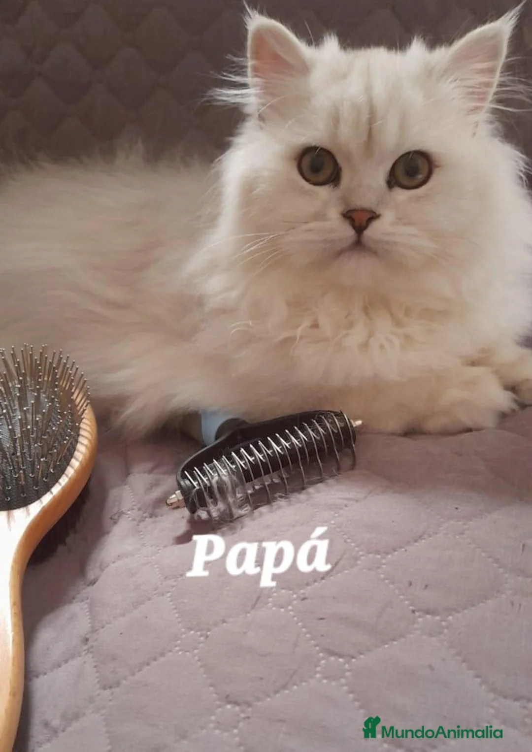 Persa gatos en venta: Persa chinchilla  - Anuncio 2