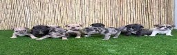 Bulldog Francés perros en venta: Bulldog Francés - Anuncio 1