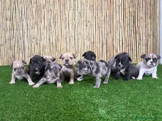 Bulldog Francés perros Bulldog Francés - Anuncio 1