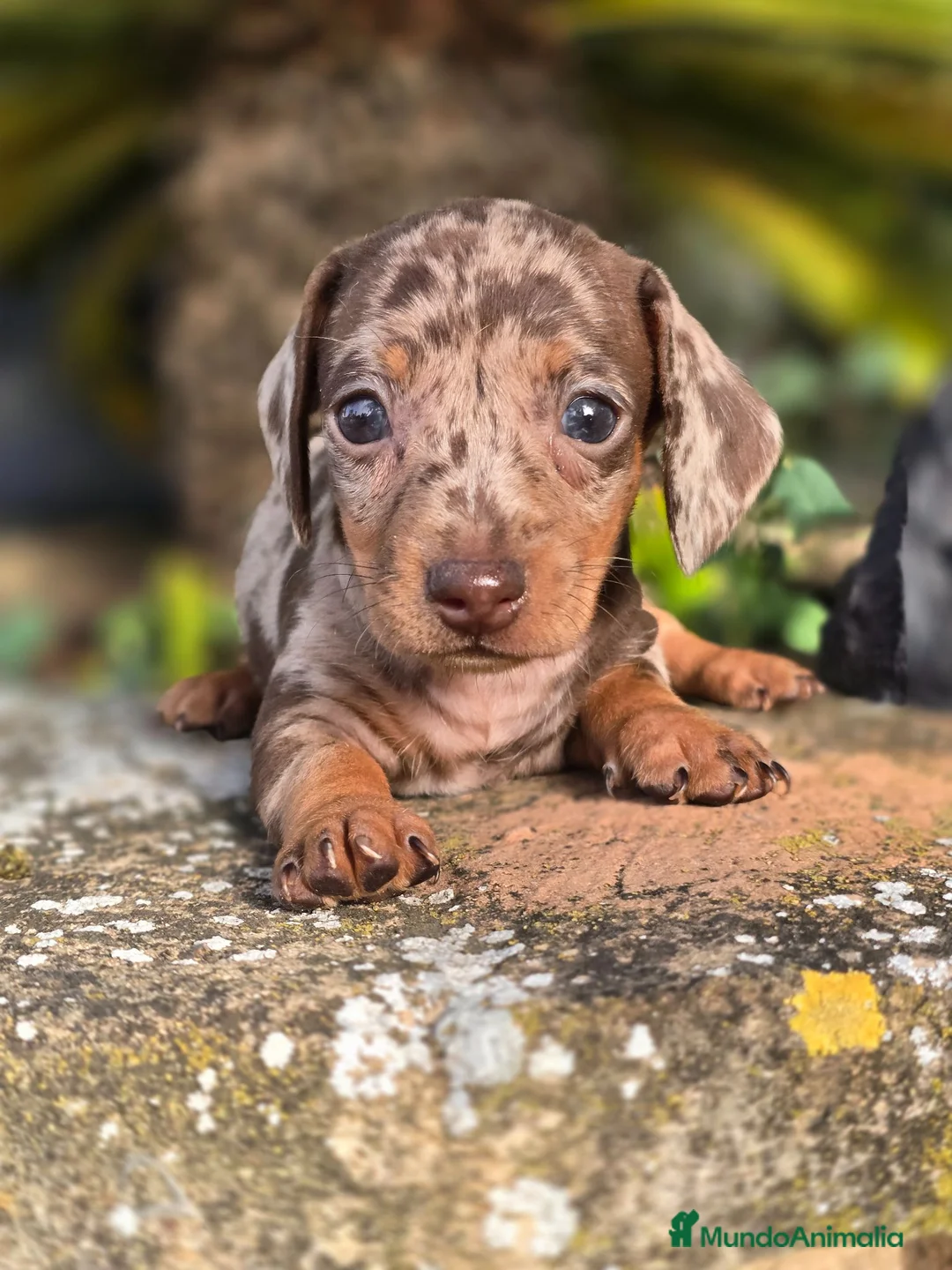 Teckel Miniatura perros en venta: Teckel arlequin chocolate  - Anuncio 2