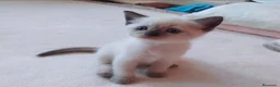 Siamés gatos en venta: Siames en Barcelona - Anuncio 4
