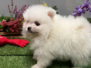 Pomerania perros Pomerania excelente cachorro. - Anuncio 1