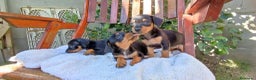 Pinscher Miniatura perros en venta: PINSCHER BARCELONA !! - Anuncio 3