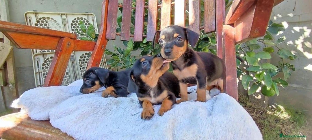 Pinscher Miniatura perros en venta: PINSCHER BARCELONA !! - Anuncio 3