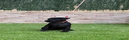 Jack Russell Terrier perros en venta: Cachorra parterdale - Anuncio 4