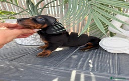 Teckel Miniatura perros en venta: Teckel miniatura - Imagen 5