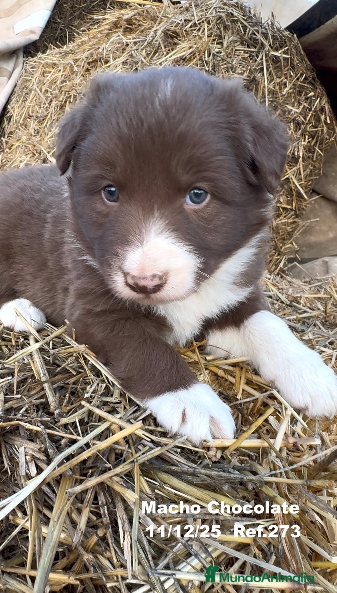 Border Collie perros en venta: Border Collie - Anuncio 30