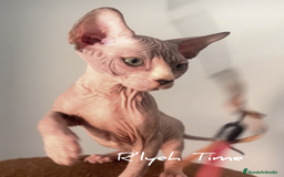 Sphynx gatos en venta: Gatito sphynx - Imagen 2