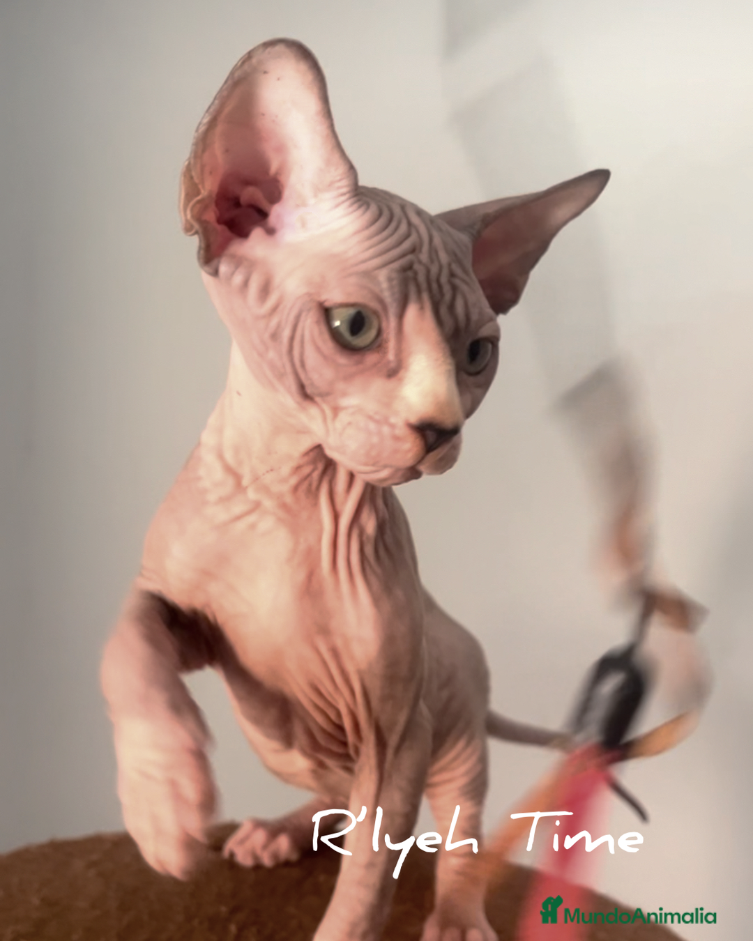 Sphynx gatos en venta: Gatito sphynx - Imagen 2