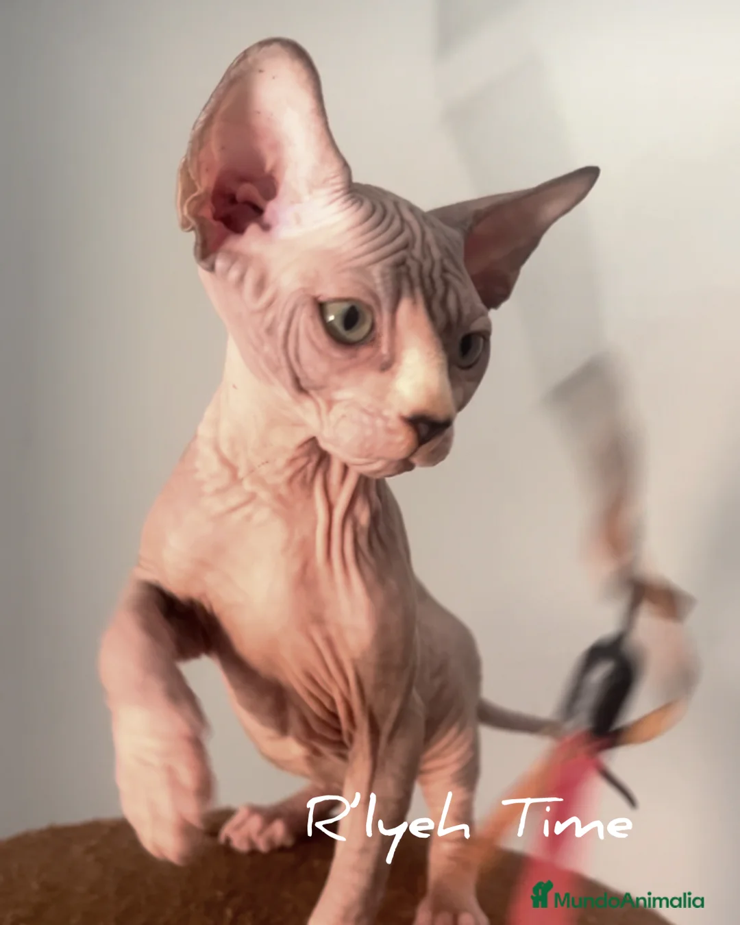 Sphynx gatos en venta: Gatito sphynx - Anuncio 2