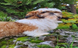 Shih Tzu perros en venta: Shih Tzu de 5 meses disponible !! - Imagen 2