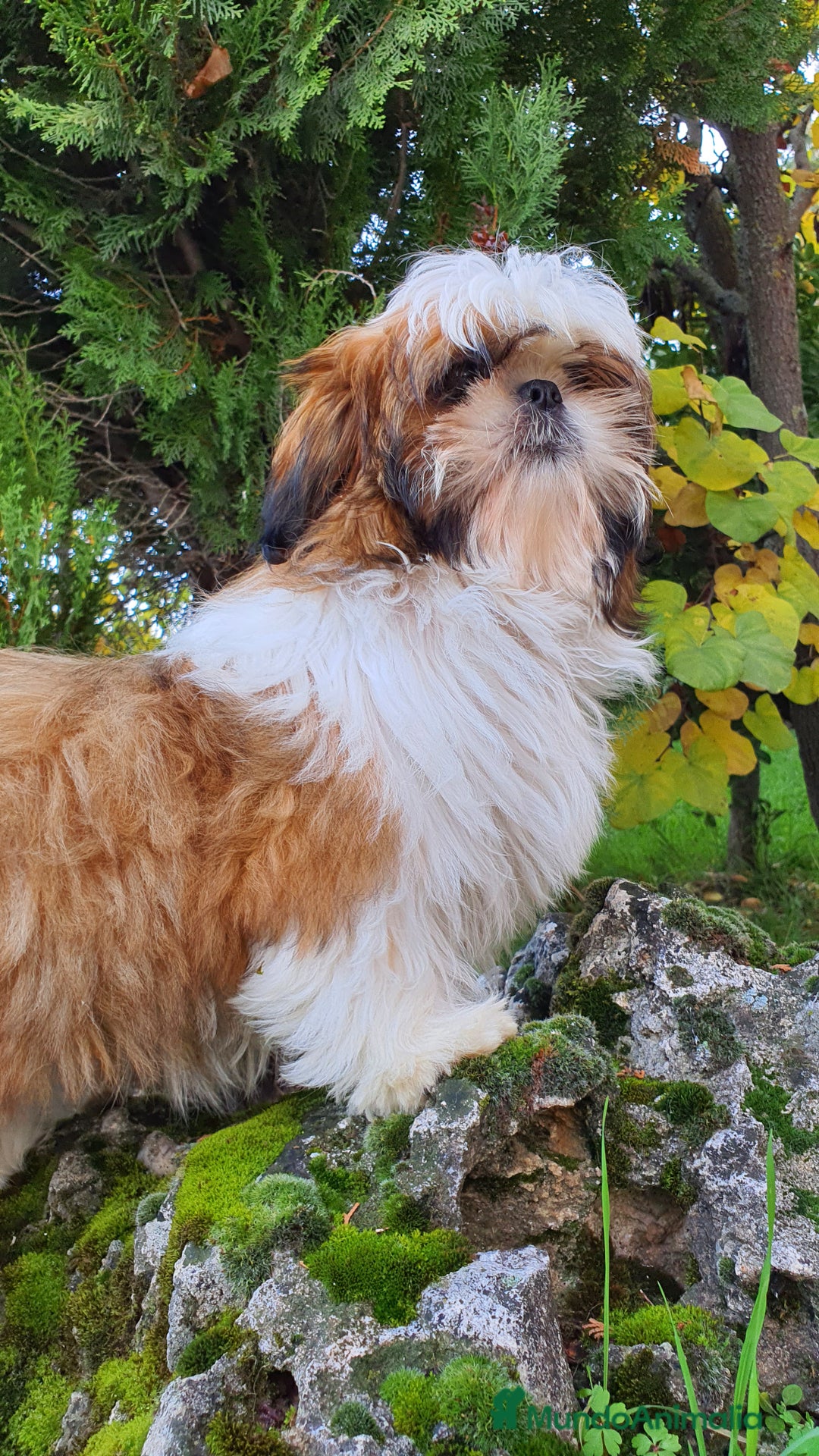 Shih Tzu perros en venta: Shih Tzu de 5 meses disponible !! - Imagen 2