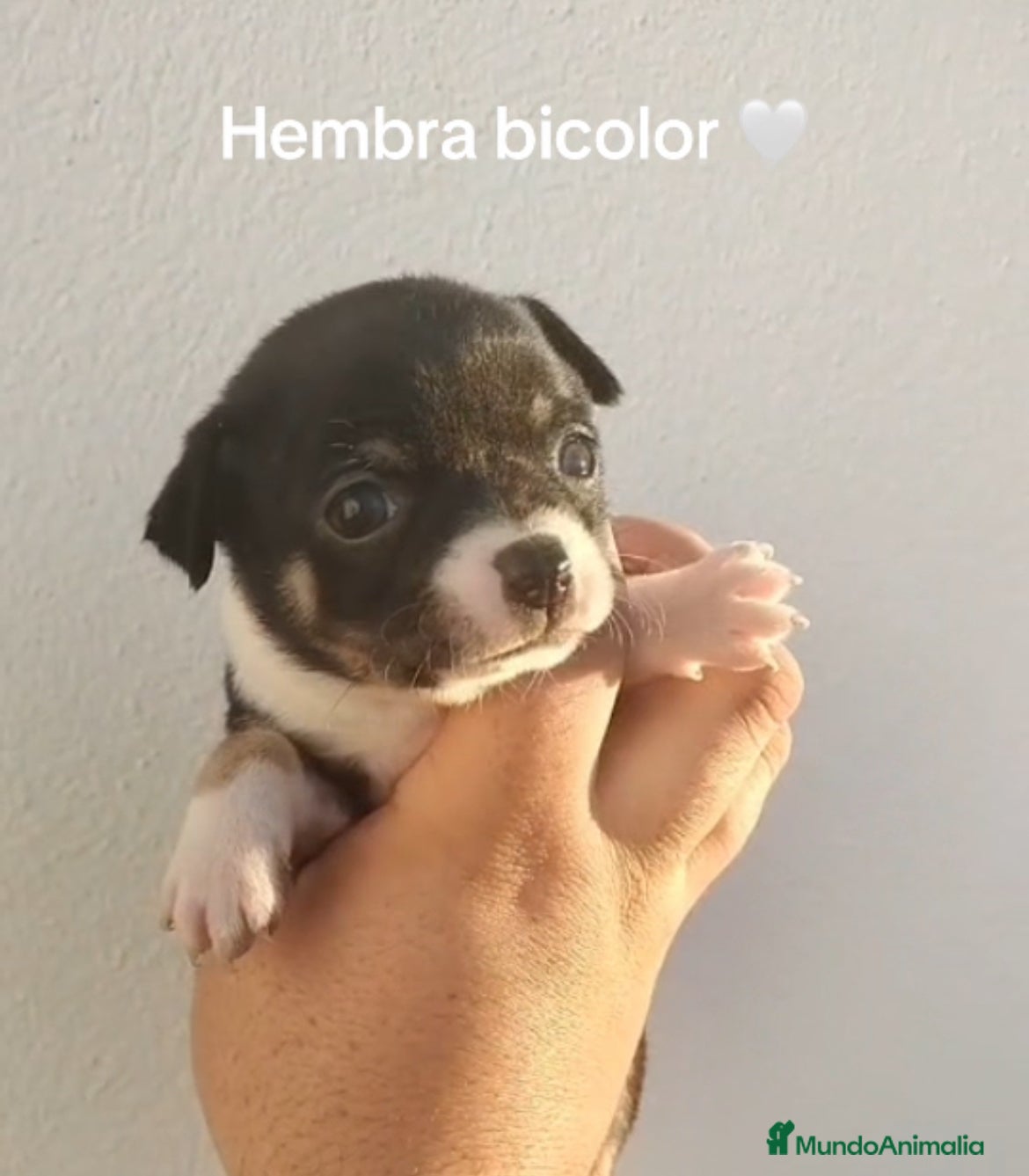 Chihuahua perros Chihuhua - Anuncio 21