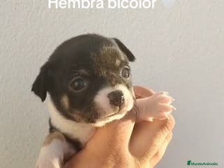 Chihuahua perros Chihuhua - Anuncio 21