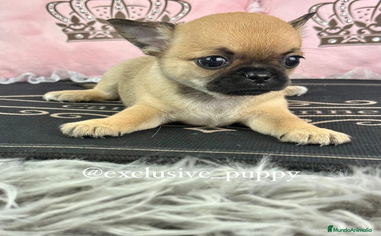 Chihuahua perros - Anuncio 1