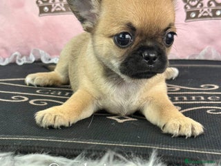 Chihuahua perros - Anuncio 23