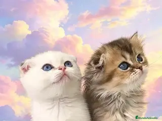 Británico de Pelo Corto gatos British y Scottish gatitos - Anuncio 1