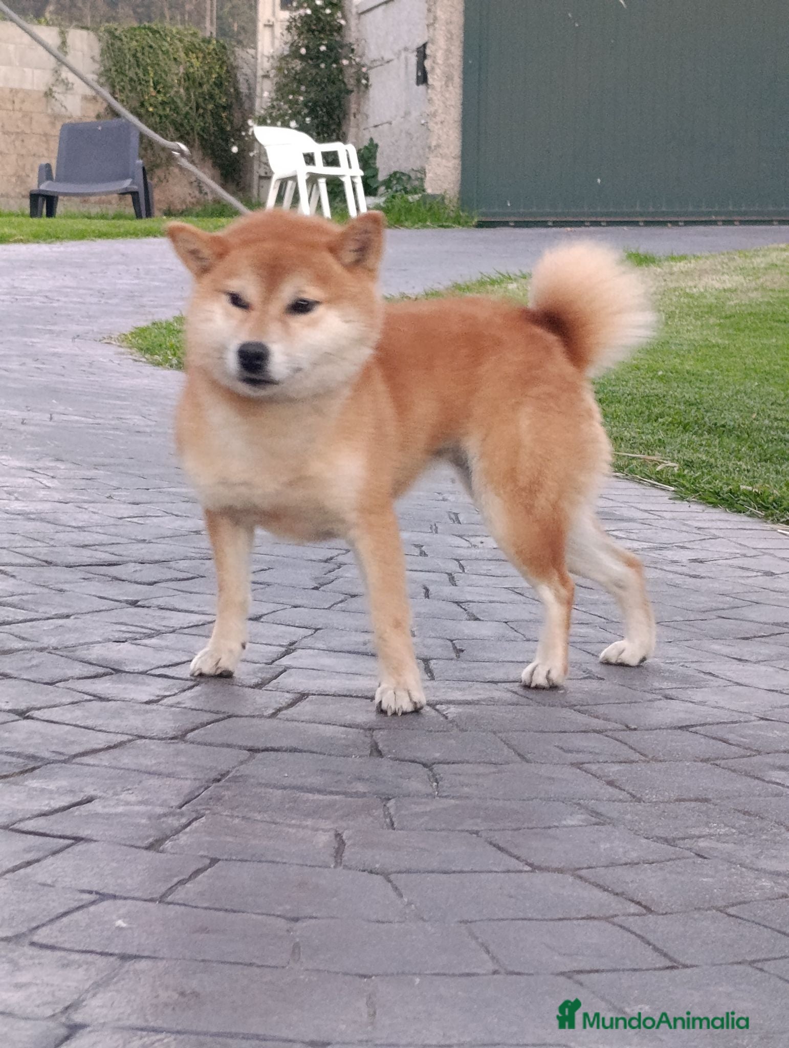 Shiba Inu perros SHIBA INU EN PONTEVEDRA - Anuncio 2