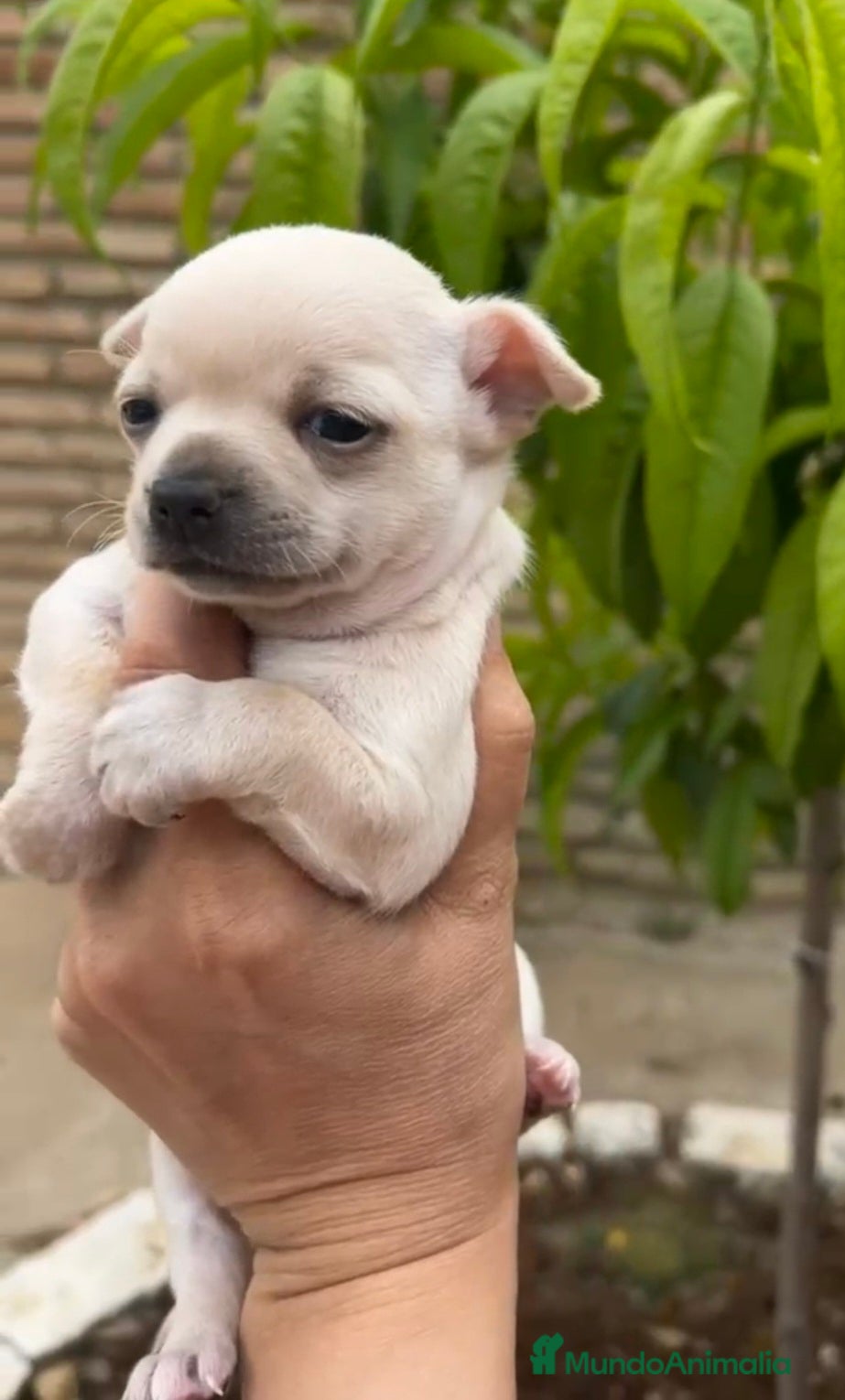 Chihuahua perros Chihuahua toy  - Anuncio 30