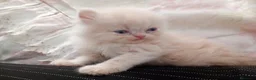 Persa gatos en venta: Gatitos persa himalayo  - Anuncio 2