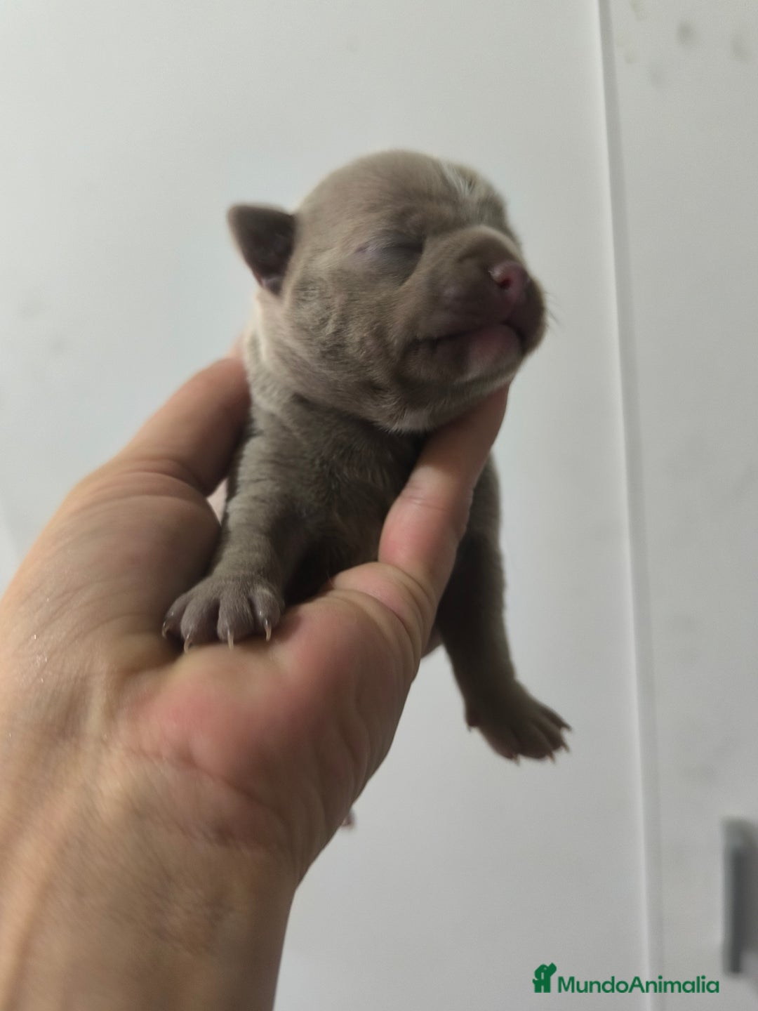 Chihuahua perros en venta: Chihuahua toy - Anuncio 6