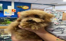 Caniche Toy perros en venta: Última caniche toy roja  - Imagen 3