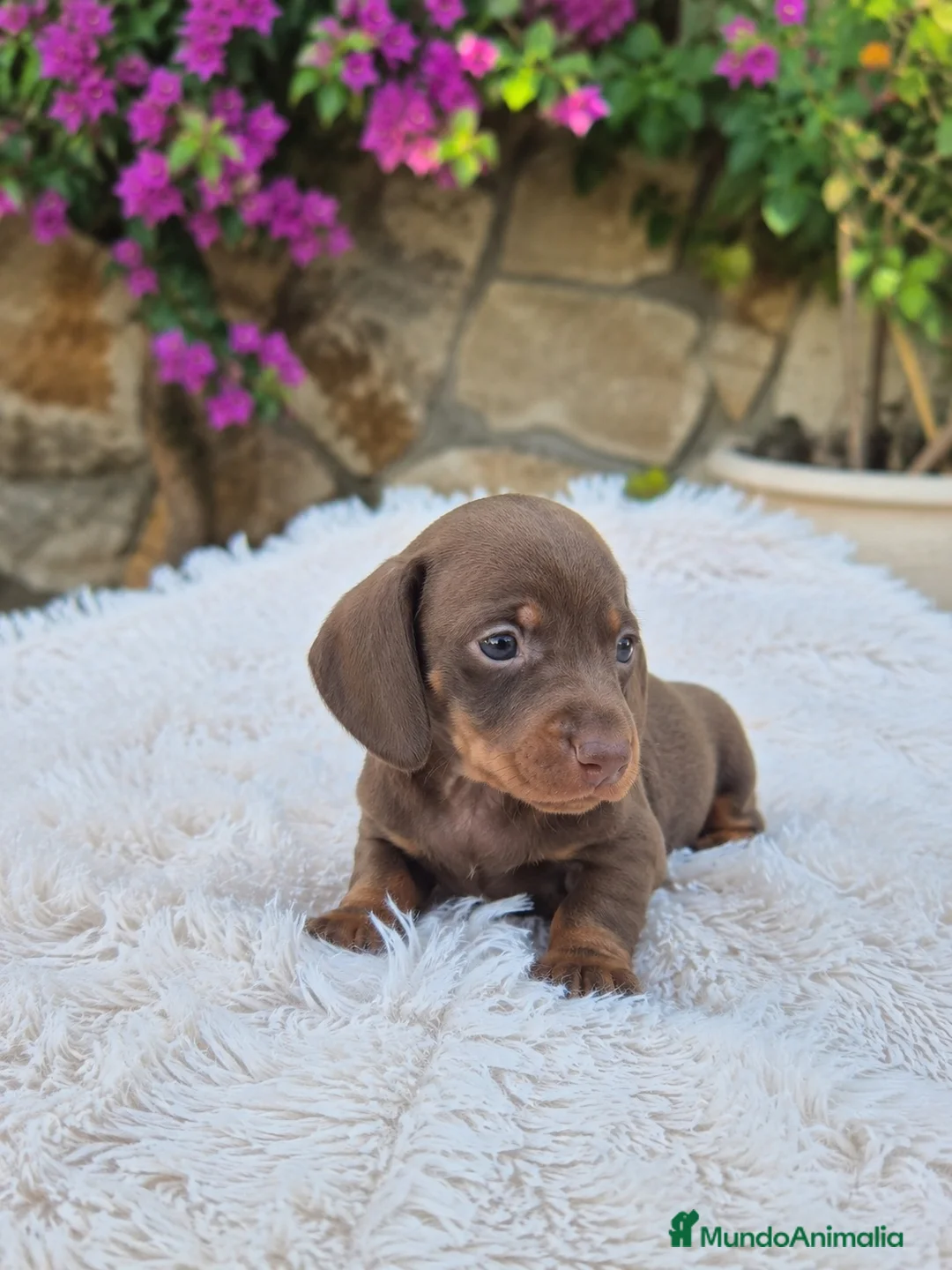 Teckel Miniatura perros en venta: TECKEL KANINCHEN CHOCOLATE 🤎 - Anuncio 1