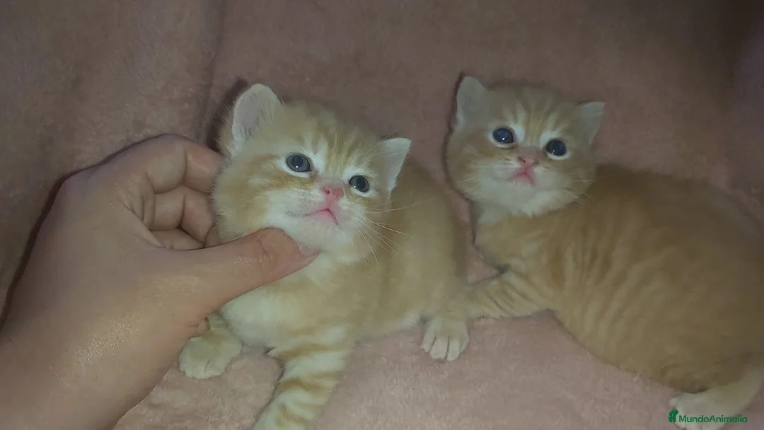 Británico de Pelo Corto gatos en venta: Gatitos britanicos red tabby - Anuncio 6