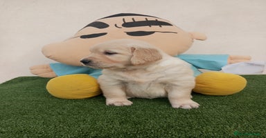 Golden Retriever perros - Anuncio 6