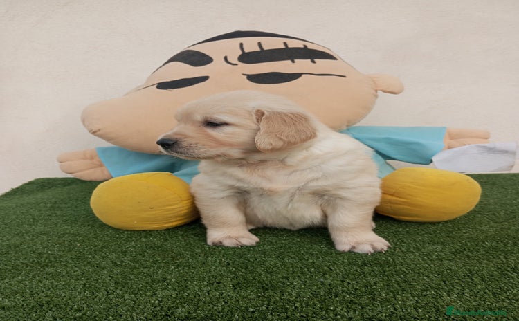 Golden Retriever perros - Anuncio 3