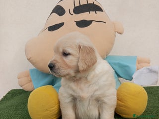 Golden Retriever perros - Anuncio 35