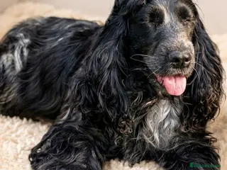 Cocker Spaniel Inglés perros en venta: Coker Negro - Anuncio 1