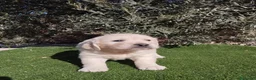Golden Retriever perros en venta: Gran Camada de Golden Retriever - Anuncio 5