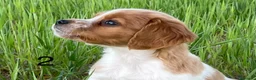 Épagneul Breton perros en venta: Epagneul bretón  - Anuncio 3