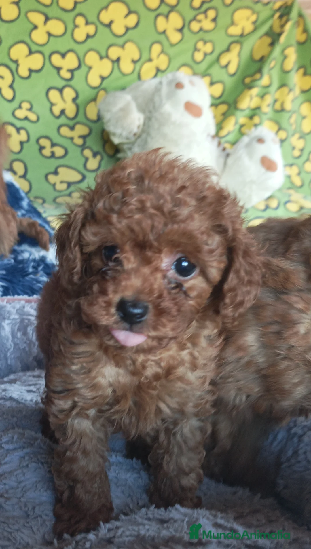 Caniche Toy perros en venta: Cachorros de Caniche Toy - Anuncio 5