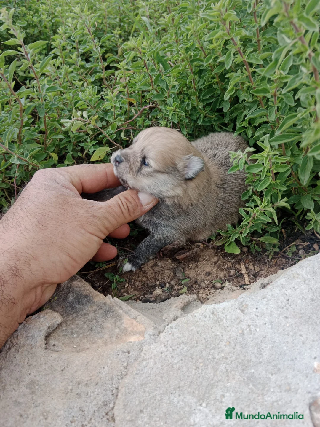 Pomerania perros en venta: Lulú de Pomerania  - Anuncio 1