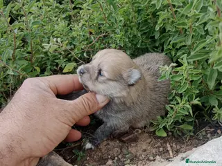 Pomerania perros Lulú de Pomerania - Anuncio 1