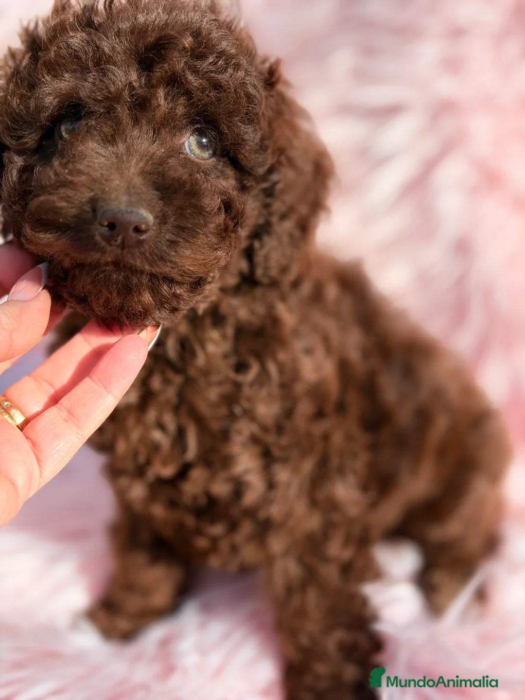 Perro de Agua Español perros en venta: Pdae chocolate  - Anuncio 5