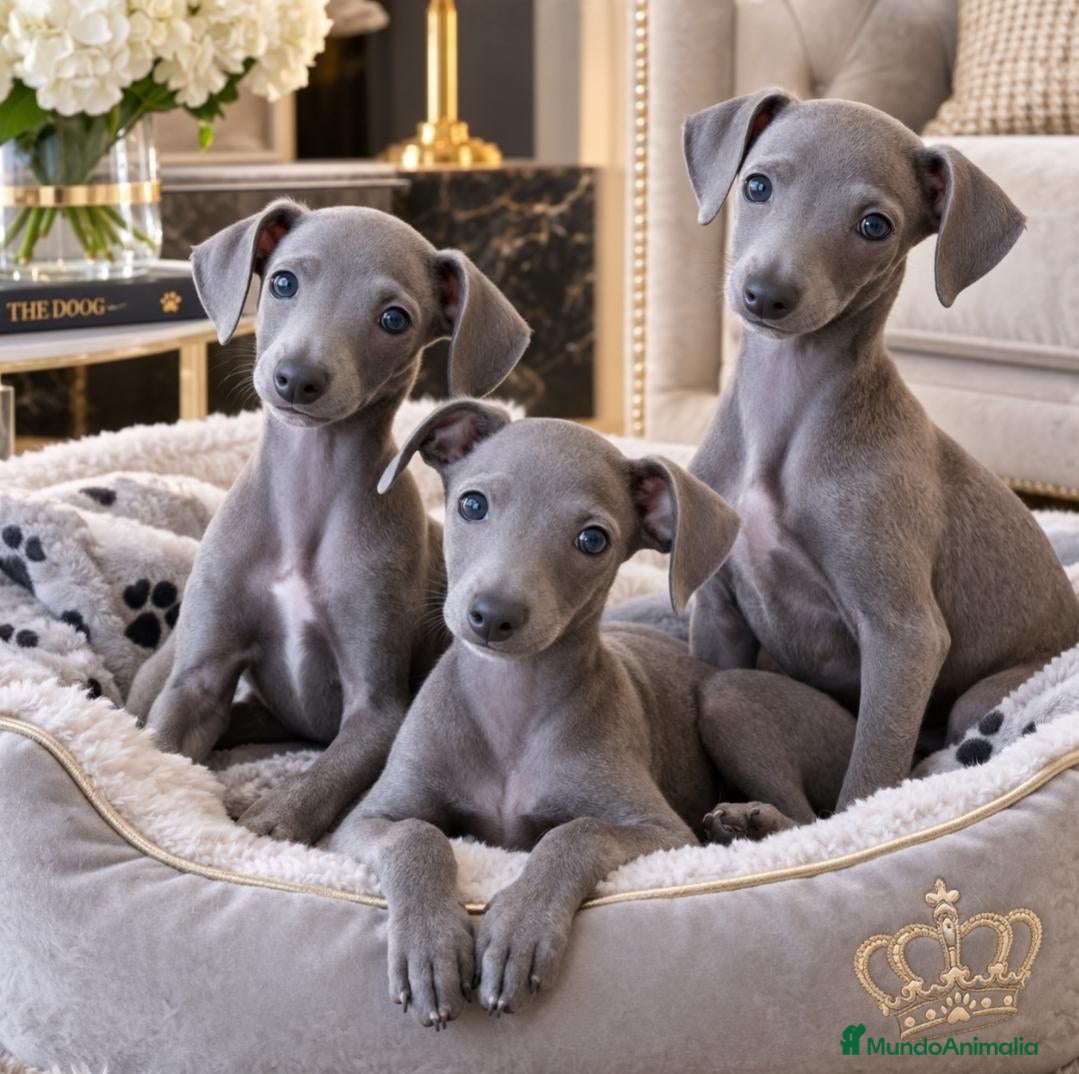 Pequeño Lebrel Italiano perros Galgos Italianos Blue  - Anuncio 2