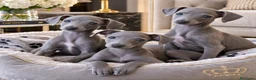 Pequeño Lebrel Italiano perros en venta: Galgos Italianos Blue  - Anuncio 1