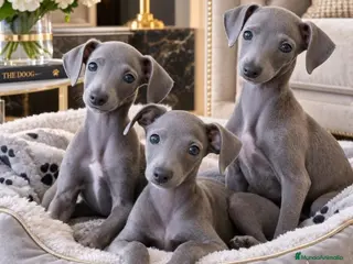 Pequeño Lebrel Italiano perros Galgos Italianos Blue - Anuncio 2