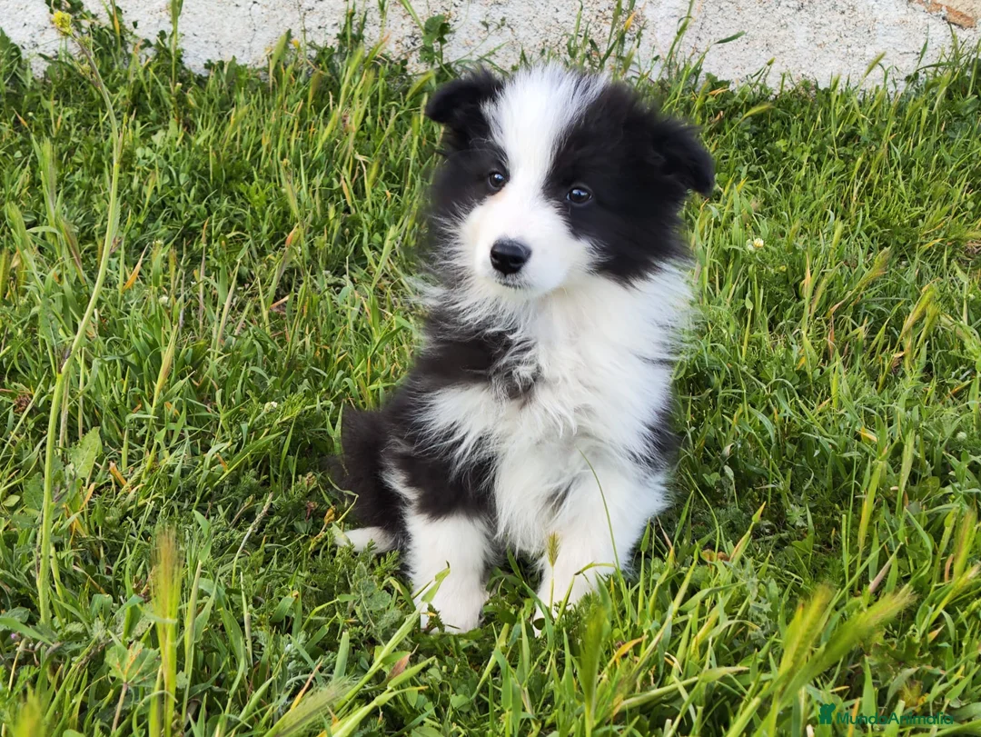 Border Collie perros en venta: BORDER COLLIE BICOLOR en Madrid - Anuncio 5