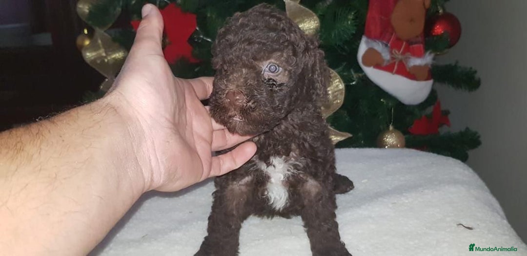 Perro de Agua Español perros en venta: PRECIOSOS CACHORROS PERRO DE AGUA - Anuncio 4