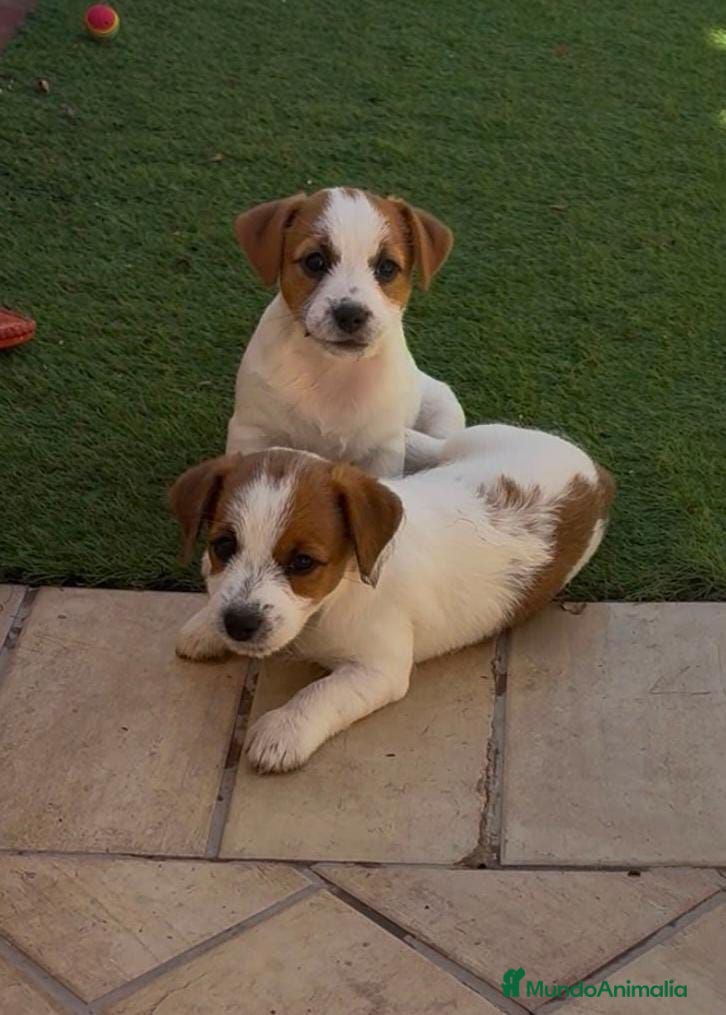 Jack Russell Terrier perros Jack russell  - Anuncio 3