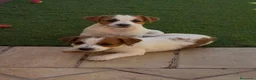 Jack Russell Terrier perros en venta: Jack russell  - Anuncio 1