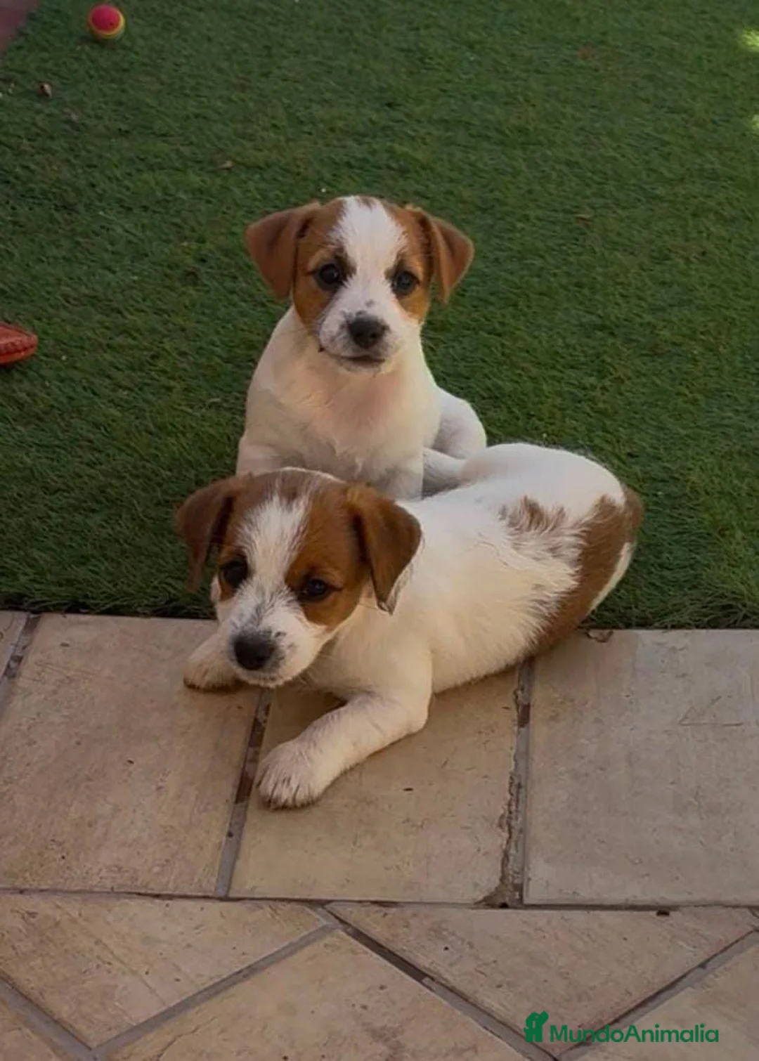 Jack Russell Terrier perros en venta: Jack russell  - Anuncio 1