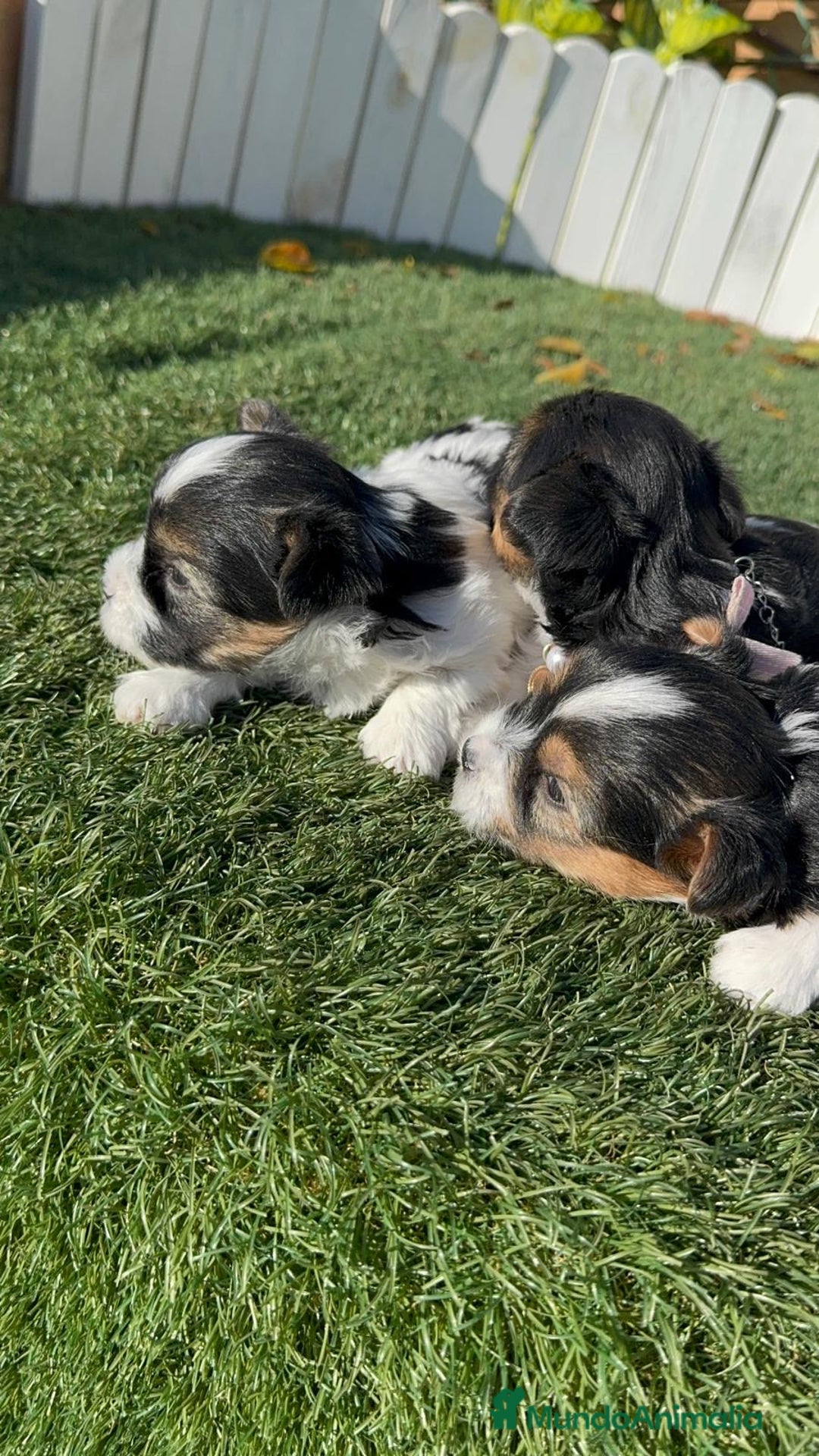 Yorkshire Terrier perros en venta: YORKSHIRE TERRIER BIEWER - Anuncio 6