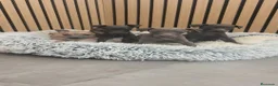 Pequeño Lebrel Italiano perros en venta: Pequeño Lebrel Italiano disponibles para octubre  - Anuncio 5